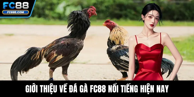 Giới thiệu về đá gà FC88 nổi tiếng hiện nay